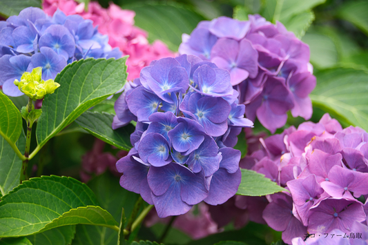 実は簡単!紫陽花を挿し木で増やしてみよう