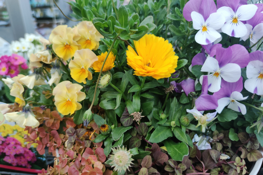 やってみよう!簡単にできる冬の寄せ植え