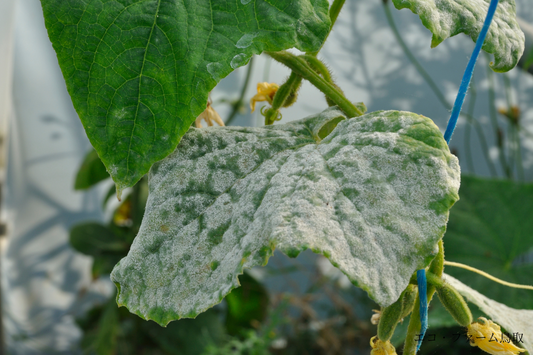 梅雨時期に注意!うどんこ病から野菜を守るための対策