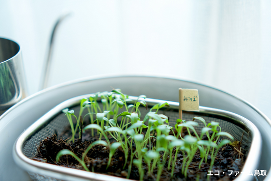 窓辺を小さな畑に!冬でも楽しめる窓際菜園