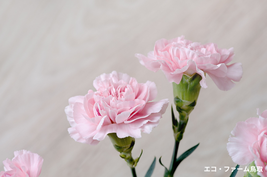 自分で育てた花を贈ろう!母の日に向けた「花づくり」と「土づくり」