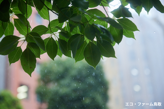 梅雨時の家庭菜園対策!湿気に強い野菜&管理のポイント