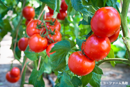 6月に植えると秋まで楽しめる野菜5選【初心者向け】