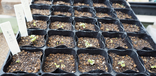 【初心者向け】2月に植えるおすすめ野菜を紹介!