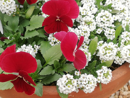 【番外編】秋冬に植えるオススメの草花をご紹介!