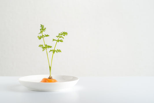 主婦の味方!「リボベジ」で節約しよう【再生野菜】