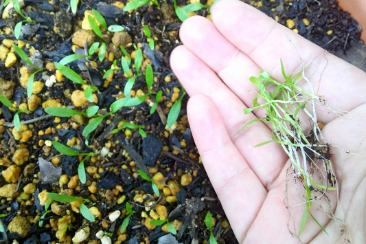 植物の健康を促進するための「間引き、摘葉、摘芯」の方法