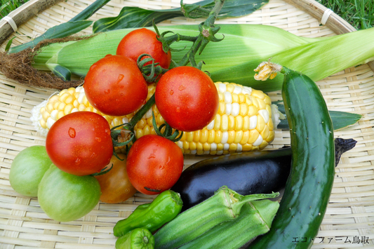暑い季節でも簡単に作れる夏野菜レシピ6選!