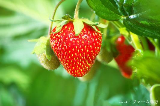 家庭で簡単!初心者でもできるイチゴ栽培ガイド