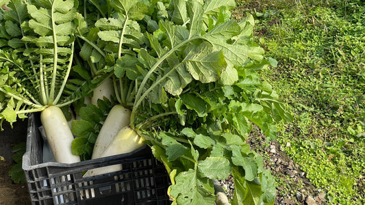 【スタッフの日常】エコ・ファーム鳥取の畑チャレンジ【冬野菜収穫編】