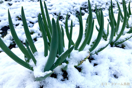 雪で野菜がダメになる？家庭菜園で知っておきたい冬越しの基本
