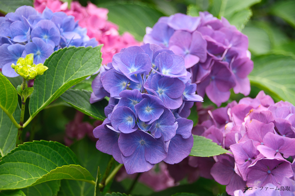 実は簡単！紫陽花を挿し木で増やしてみよう – エコ・ファーム鳥取