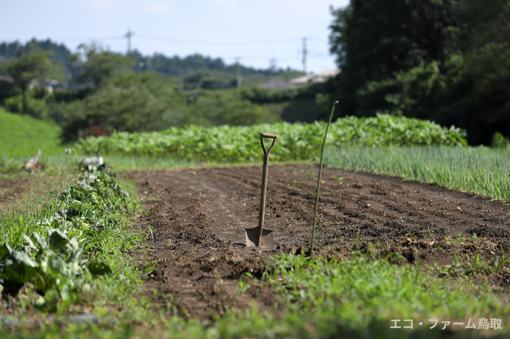 夏野菜の収穫後、そのままにしていませんか？畑のリセット方法