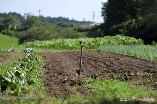 夏野菜の収穫後、そのままにしていませんか？畑のリセット方法