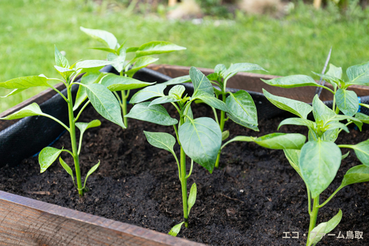 夏野菜の植え付けシーズン！家庭菜園で人気の野菜と育て方を紹介