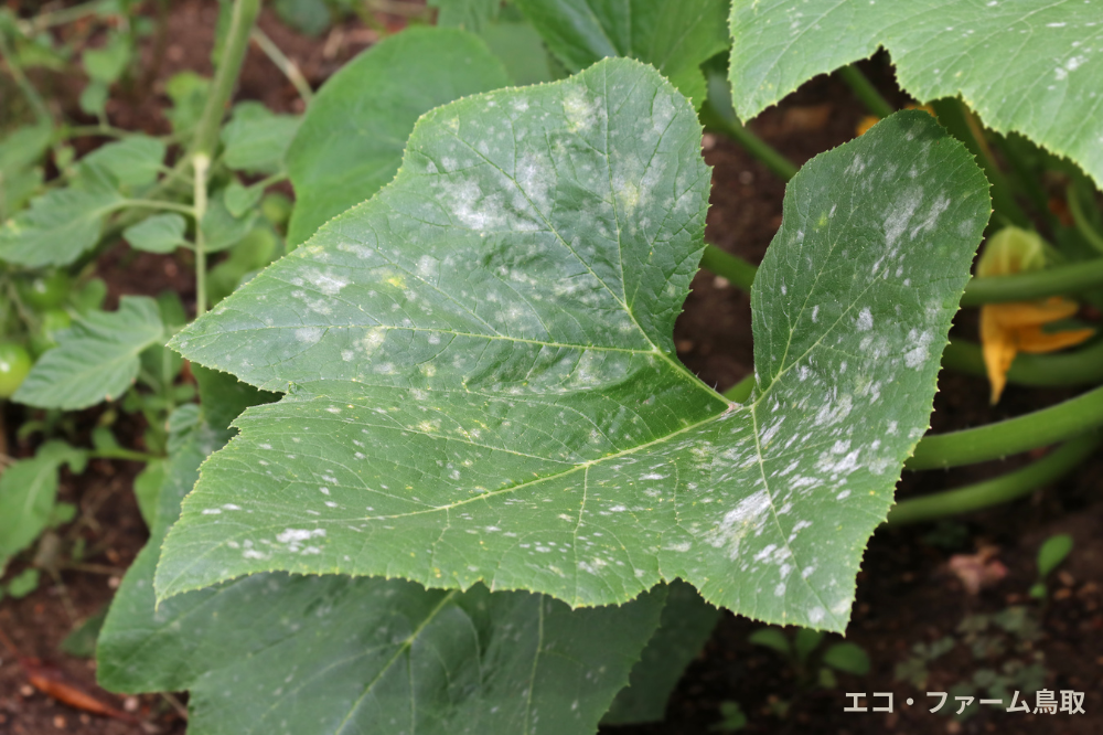 梅雨前が勝負！家庭菜園でできるうどんこ病対策