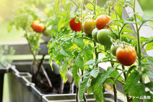 平日は放置でも育つ！忙しい人のための「ほったらかし菜園」