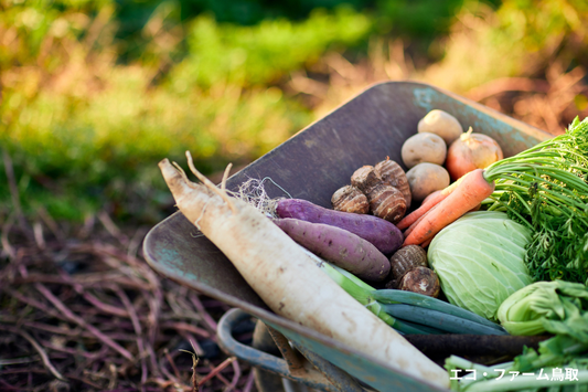 11月に植えるならこれ！旬の野菜とおすすめ栽培リスト