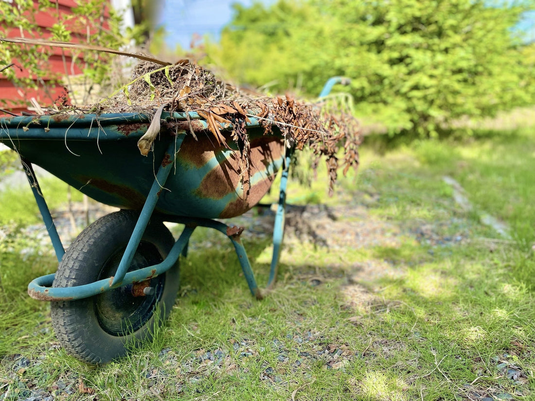 冬支度スタート！家庭菜園の越冬準備ポイント