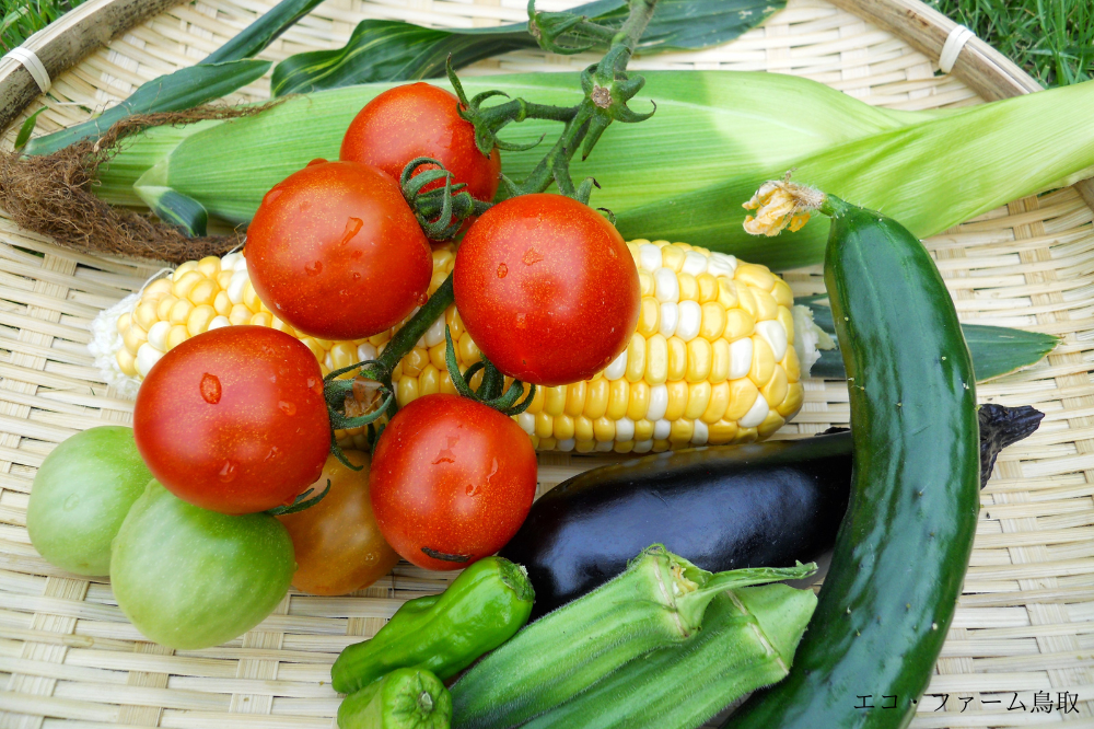 暑い季節でも簡単に作れる夏野菜レシピ6選！