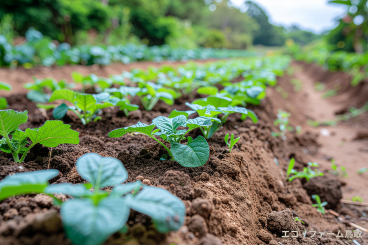今年はどんな畑にする？1月に考えたい「わが家の畑の目標」