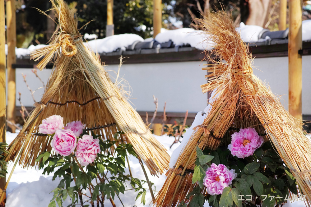 植木を寒さから守ろう｜初心者でもできる「冬囲い」の基本とコツ
