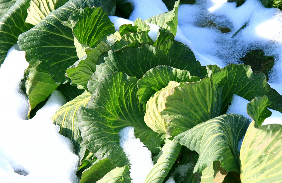 【冬野菜の長期保存術】美味しさを冬越ししよう！